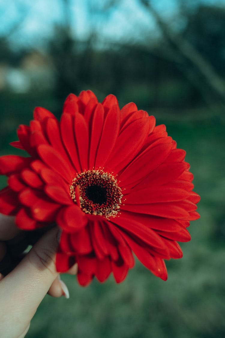 Red Flower In Woman Hand