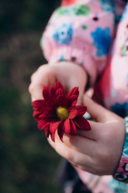 Hands Holding Flower
