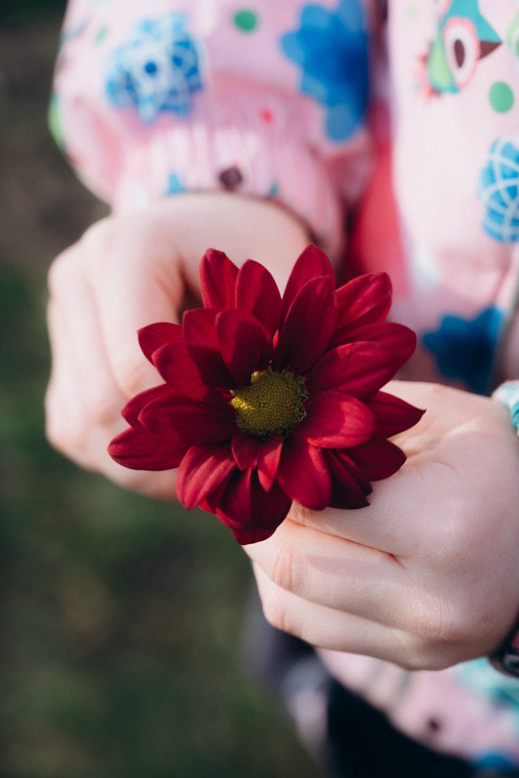 Child Hands Holding Flower