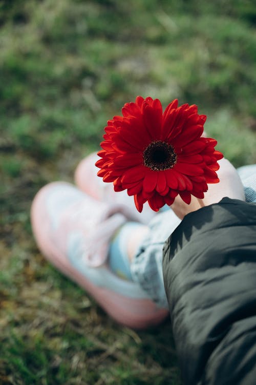 Person Holding a Red Gerbera