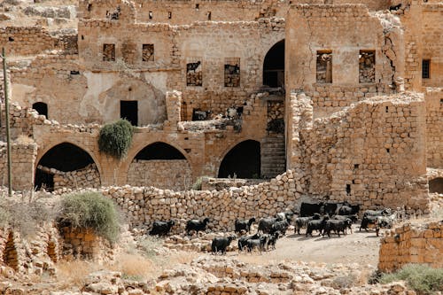 A Herd of Goats Beside Old Ruins