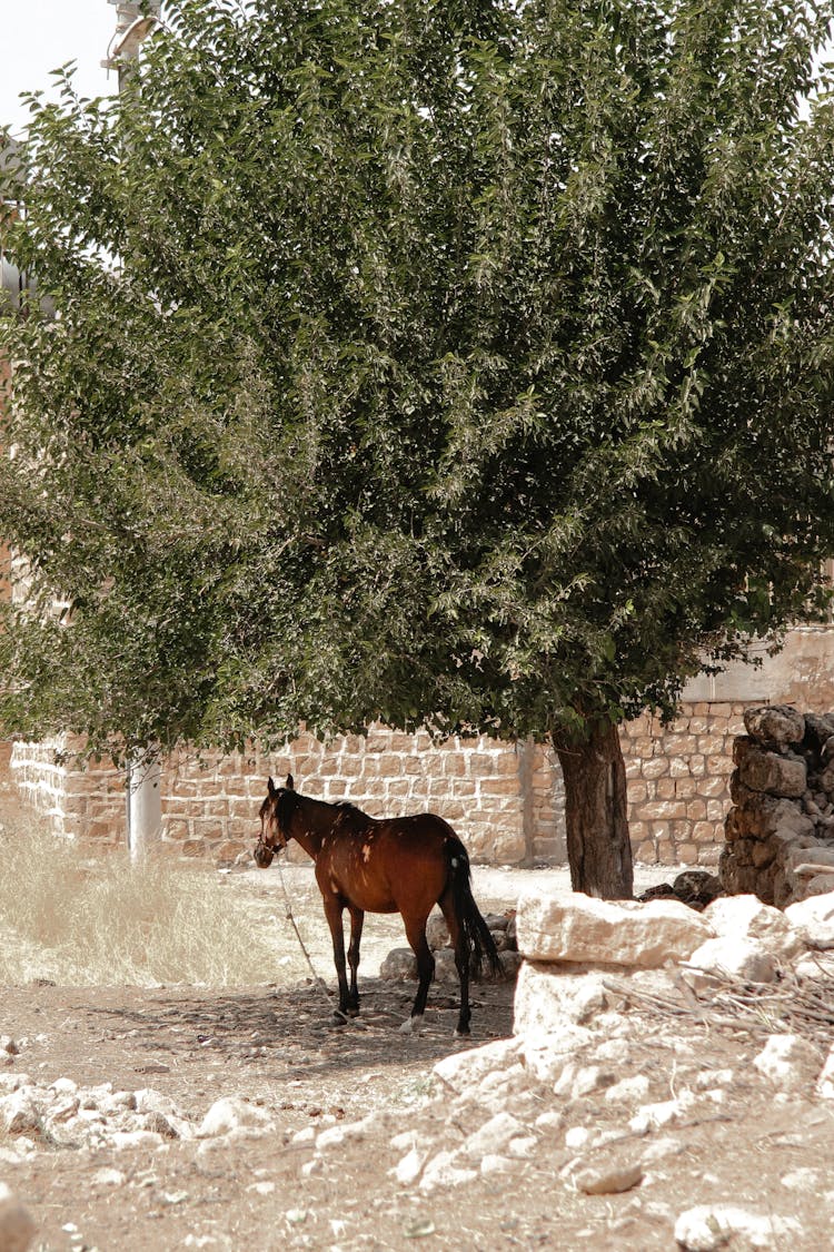 Horse In Shadow Under Tree