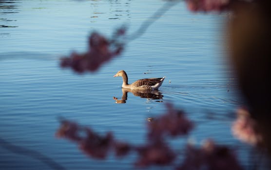 A peaceful scene of a goose swimming on a tranquil lake surrounded by cherry blossoms. Perfect for nature and wildlife enthusiasts.