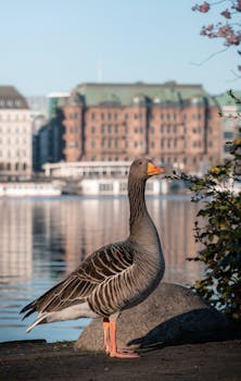 A lone goose standing by Hamburg's Alster Lake with iconic architecture in the background.