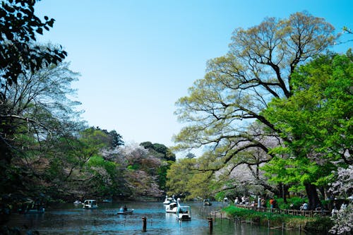 Základová fotografie zdarma na téma Japonsko, krásný, květ třešně