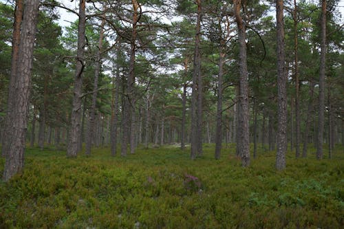 Imagine de stoc gratuită din adânc, arbori, centrale