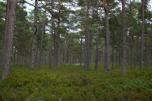 Gratis lagerfoto af dyb, grøn, kraftværker