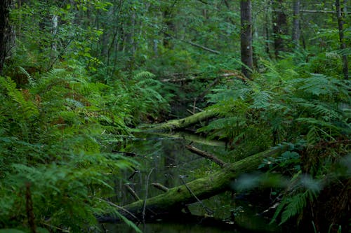 Deep, Green Forest with Stream