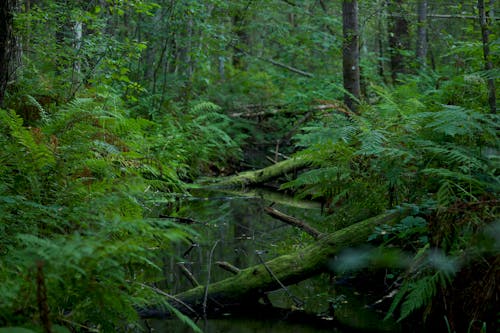 Fotos de stock gratuitas de arboles, bosque, corriente