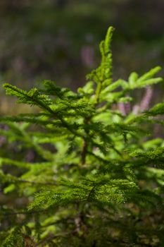 Close-up of a green pine sapling in a sunlit forest setting, showcasing nature's delicate beauty.