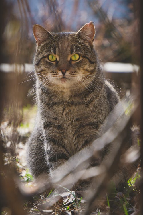 Close up of Sitting Cat