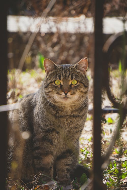 Cat on Ground