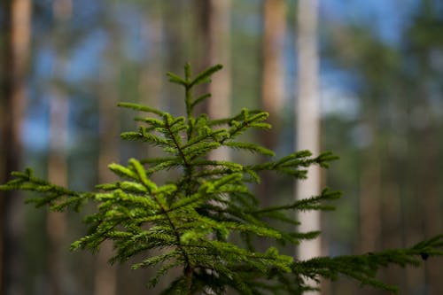 Gratis stockfoto met boom, Bos, evergreen