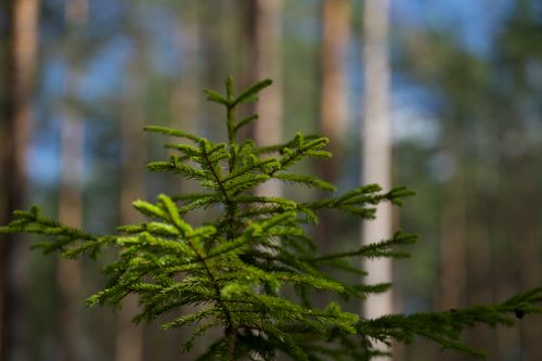Free Close-up of a green evergreen in a sunny forest creates a serene nature scene. Stock Photo
