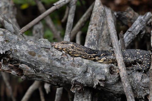 Komodo Dragon on Branches