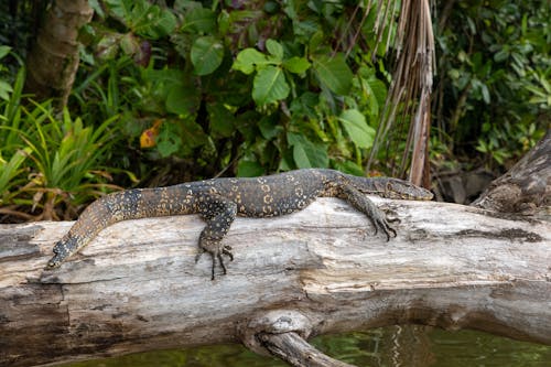 Komodo Dragon Lying Down on Tree Trunk