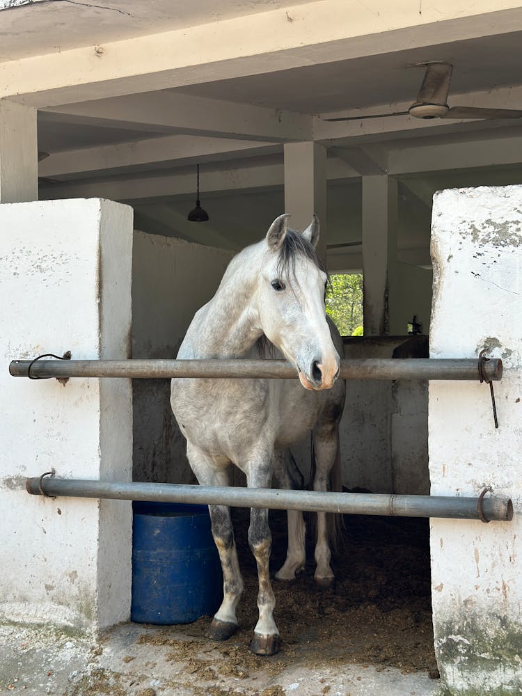 White Horse In Stable