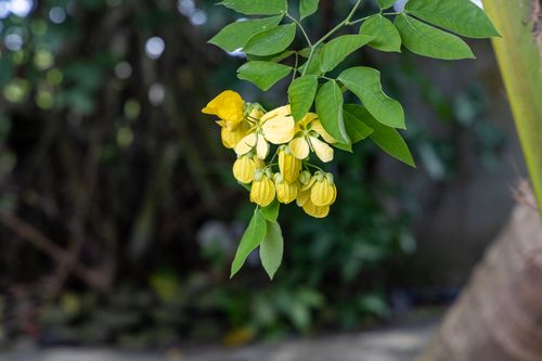 Free Close-up of fresh yellow flowers and green leaves outdoors in Bentota, Sri Lanka. Stock Photo