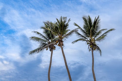 Free stock photo of blue sky, clouds, coconut trees