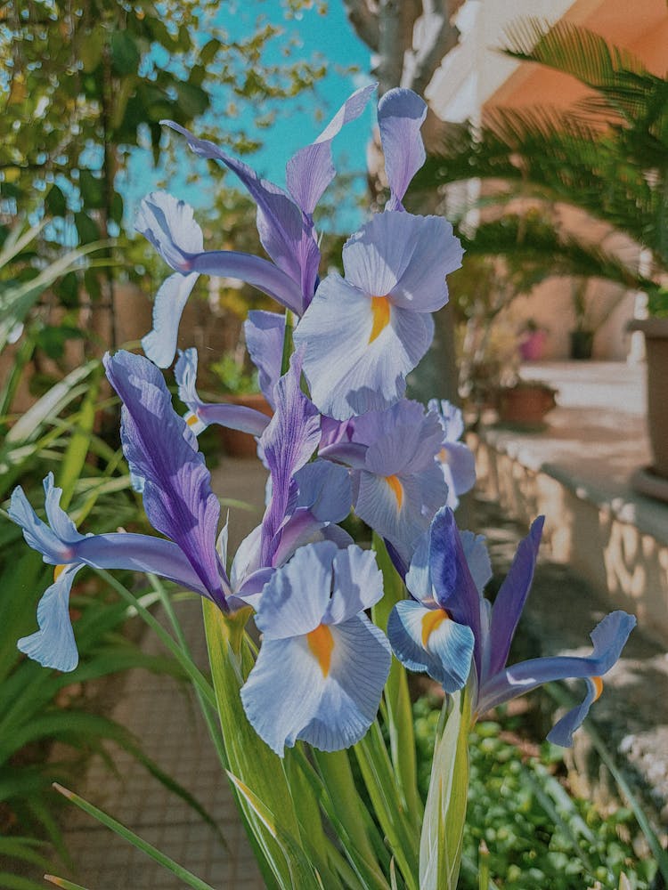 Blue Iris Flowers In House Garden