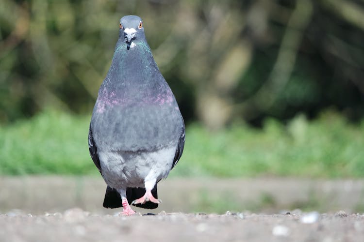 Pigeon Walking On Ground