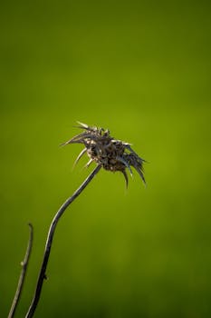 Artistic capture of a dried thistle against a vibrant green backdrop.