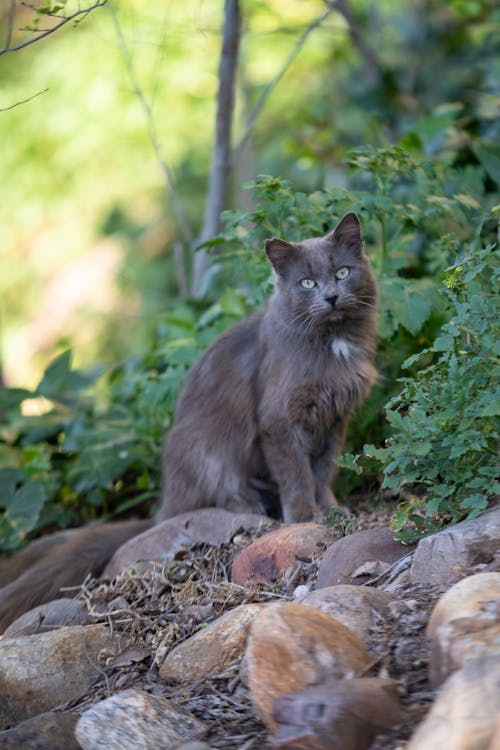 セレクティブフォーカス, ネコ, 動物の写真の無料の写真素材