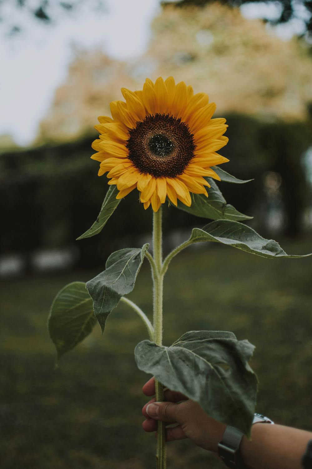 Close-up of a hand holding a sunflower against a clear blue sky.