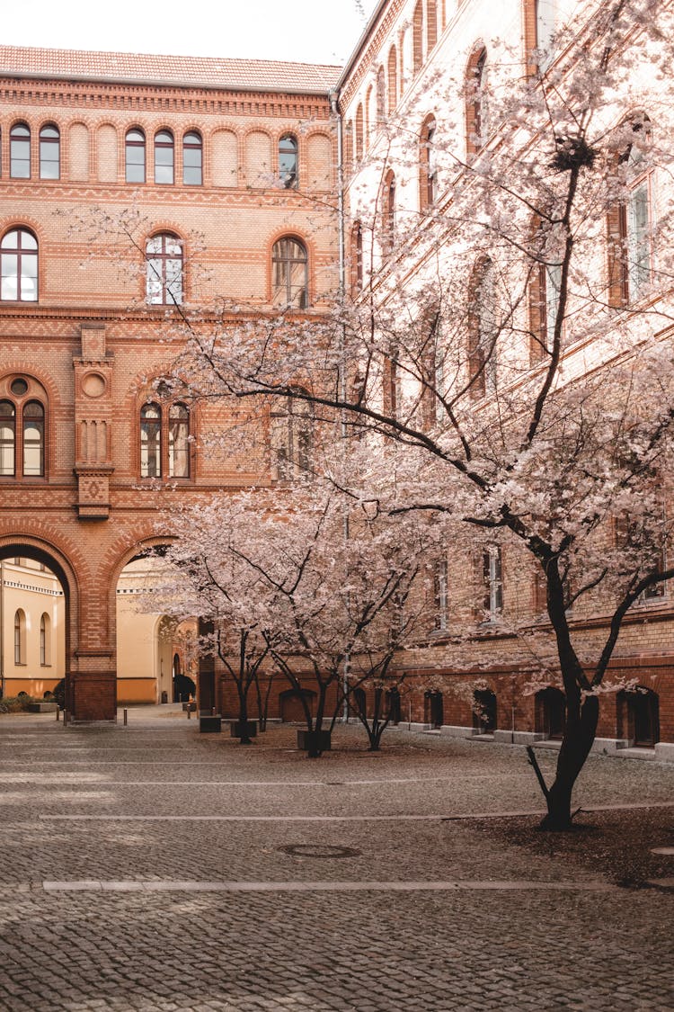 Cherry Trees On Cobblestone Pavement In Town