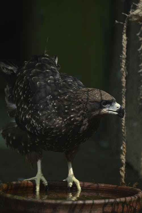 Δωρεάν στοκ φωτογραφιών με άγρια φύση, αετός, αρπακτικό πτηνό