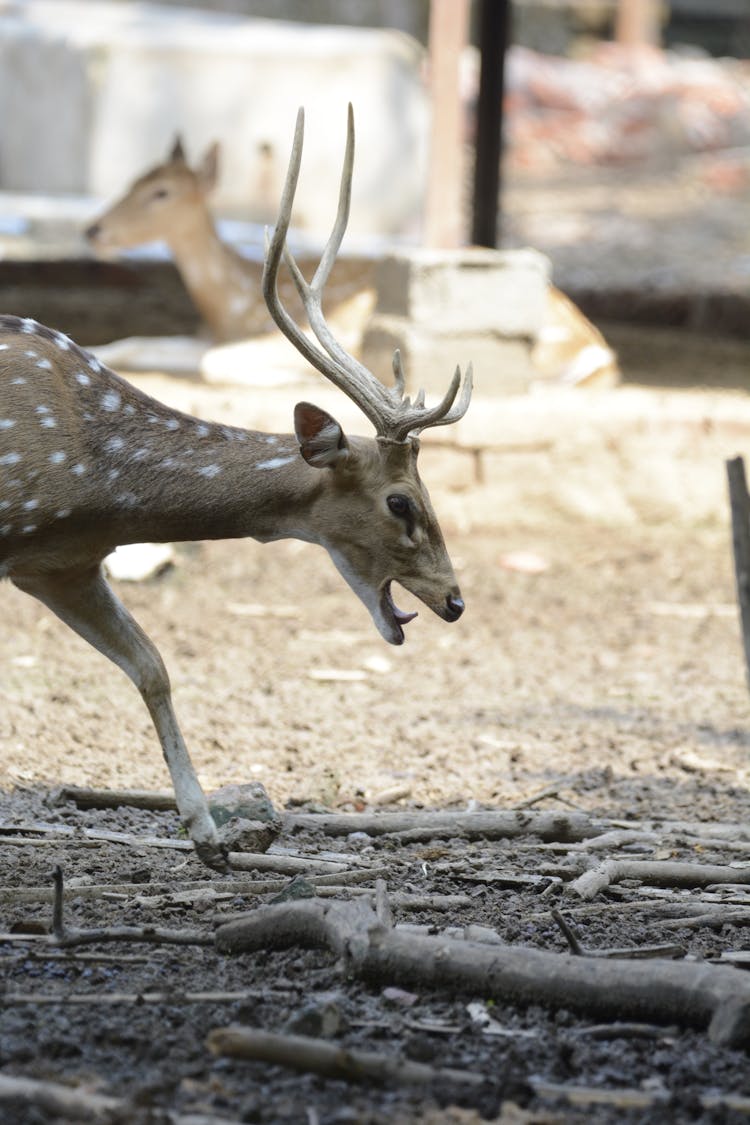 Close Up Of Buck In Zoor