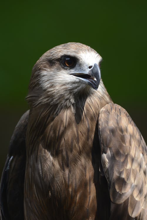 Foto profissional grátis de águia, animais selvagens, animal