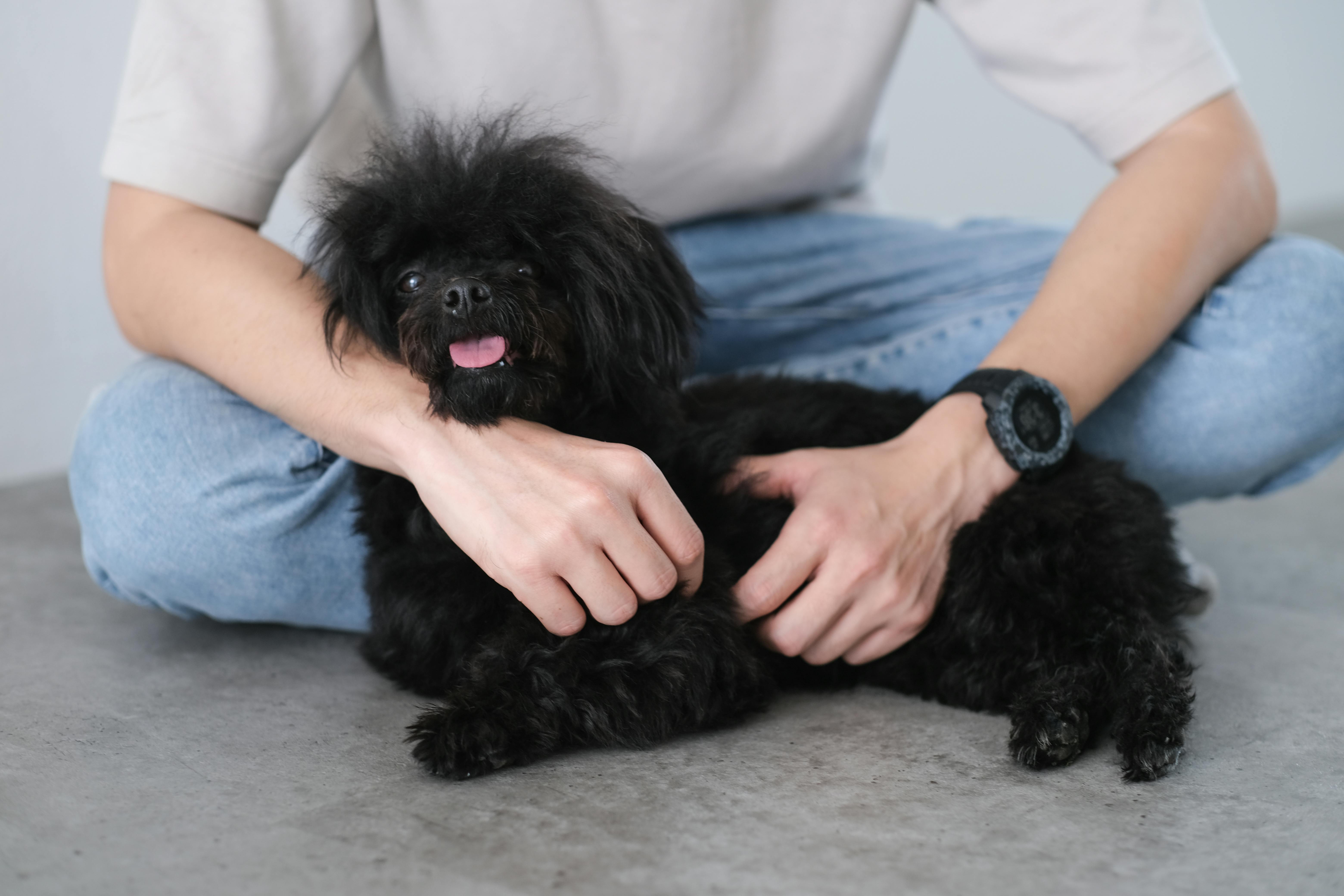 Man Hands Holding Dog