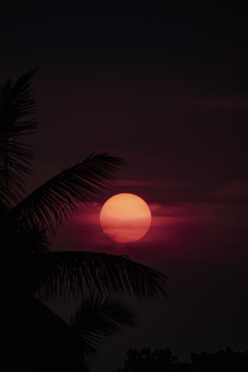 Silhouetted Palm Tree Leaves on the Background of a Setting Sun 