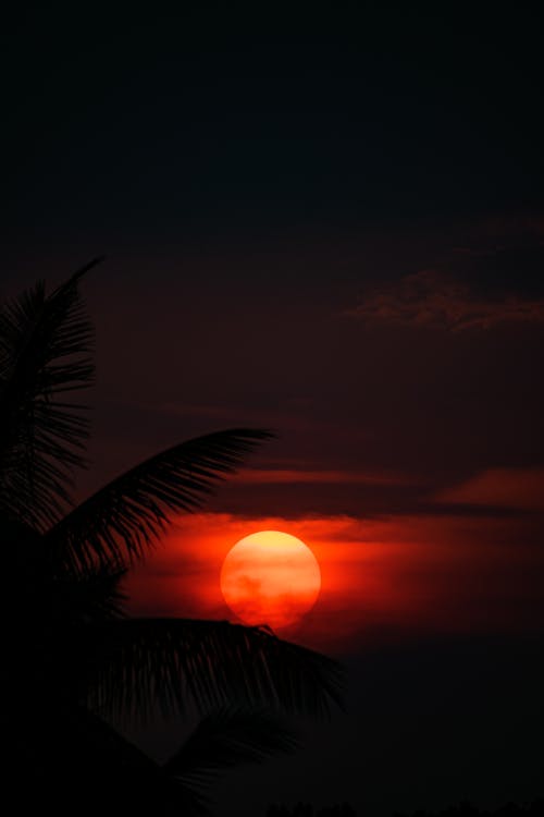 Silhouetted Palm Tree Leaves on the Background of a Setting Sun 