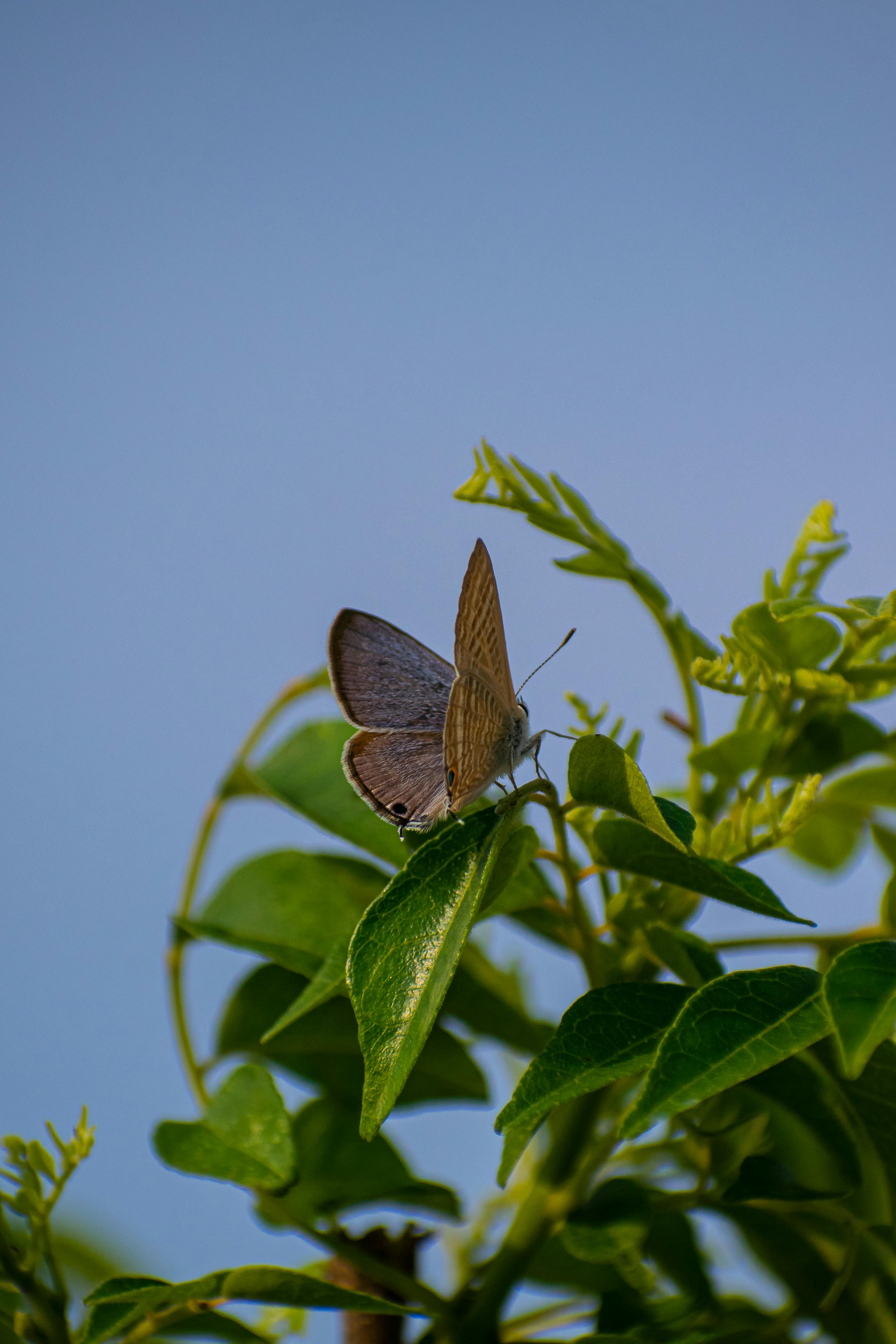Butterfly In The Sky Photos, Download The BEST Free Butterfly In The