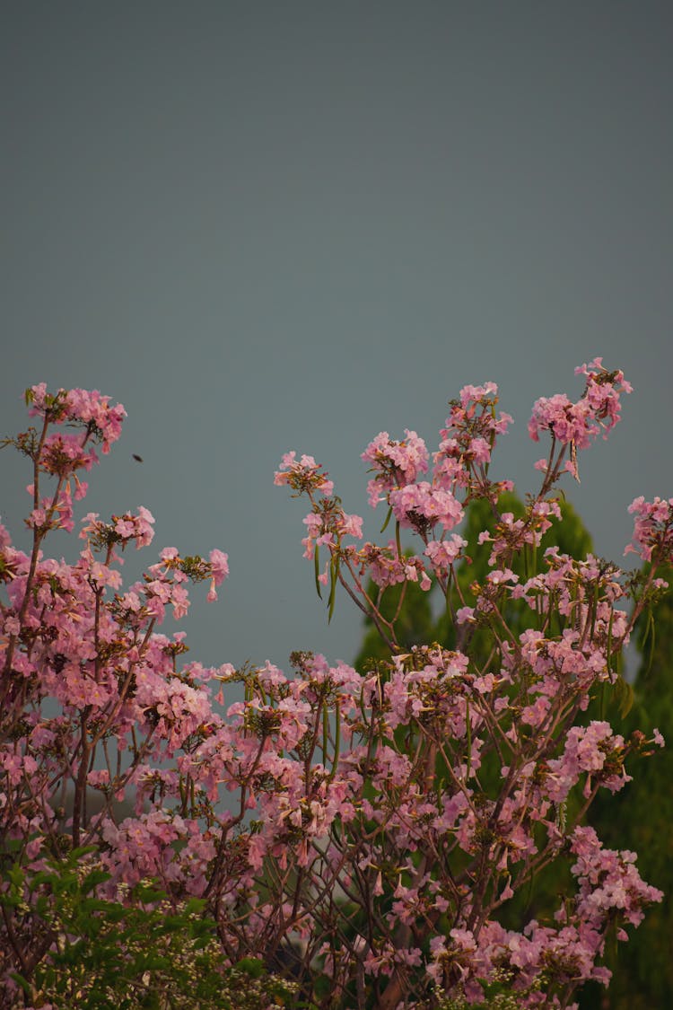 Close Up Of Pink Flowers