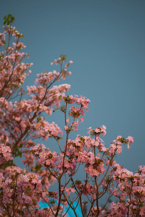 꽃, 맑은 하늘, 분홍색의 무료 스톡 사진