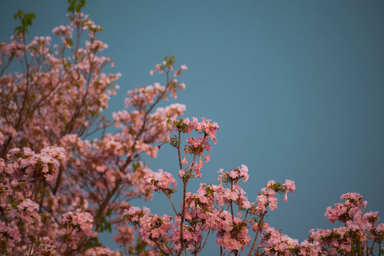 A Tree In Spring 