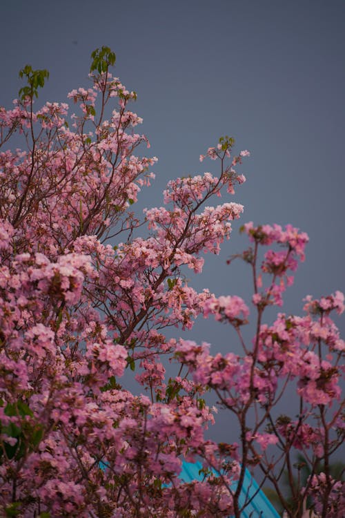 Gratis stockfoto met bloesems, groei, lente