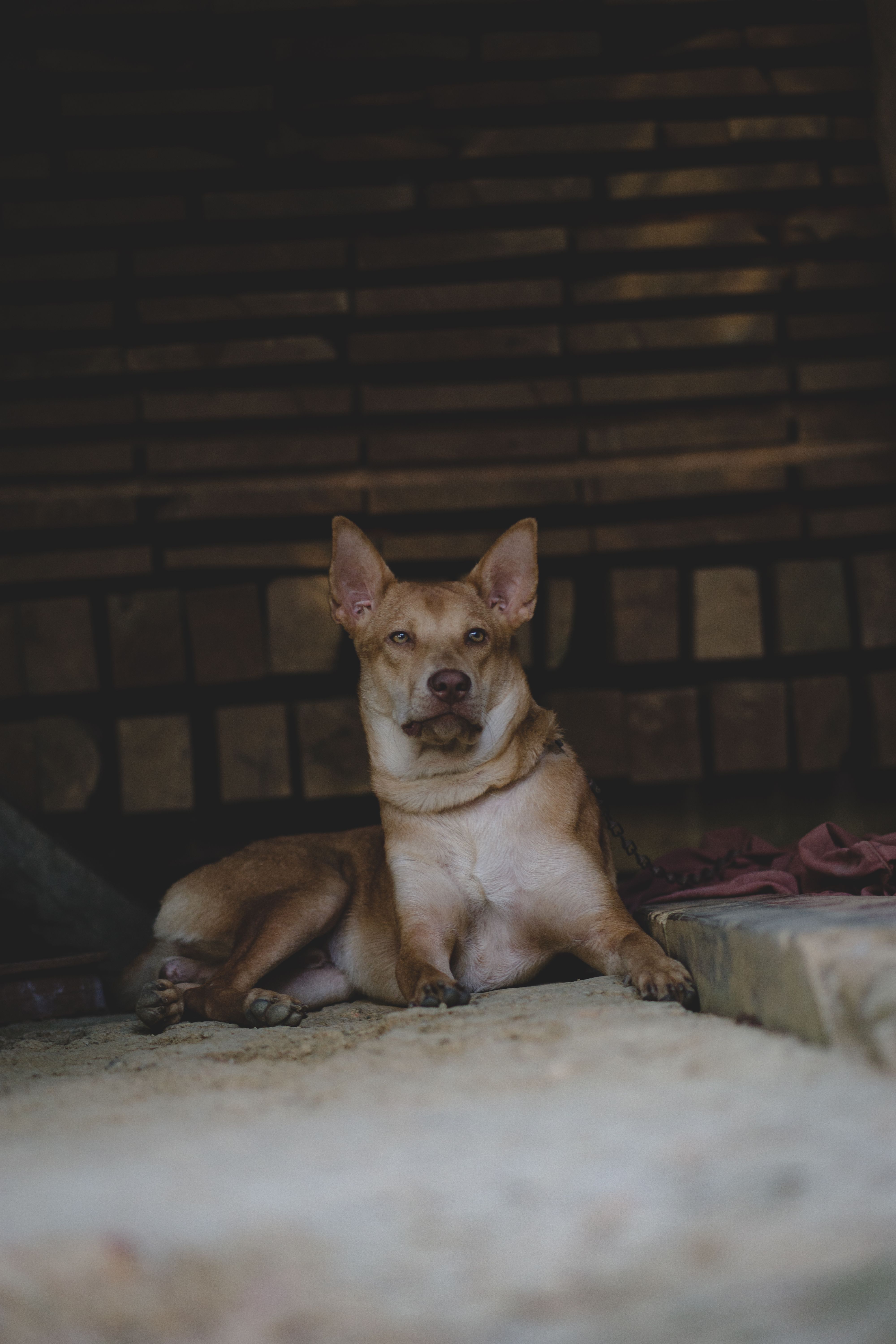 A dog laying down on the ground in front of a brick wall · Free Stock Photo