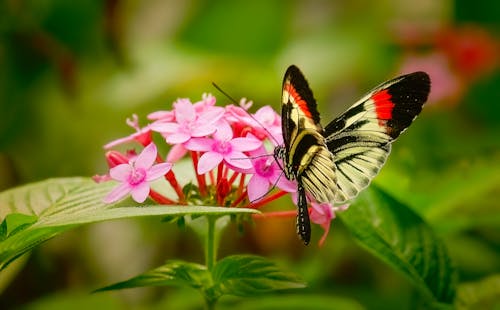 Butterfly on Flower