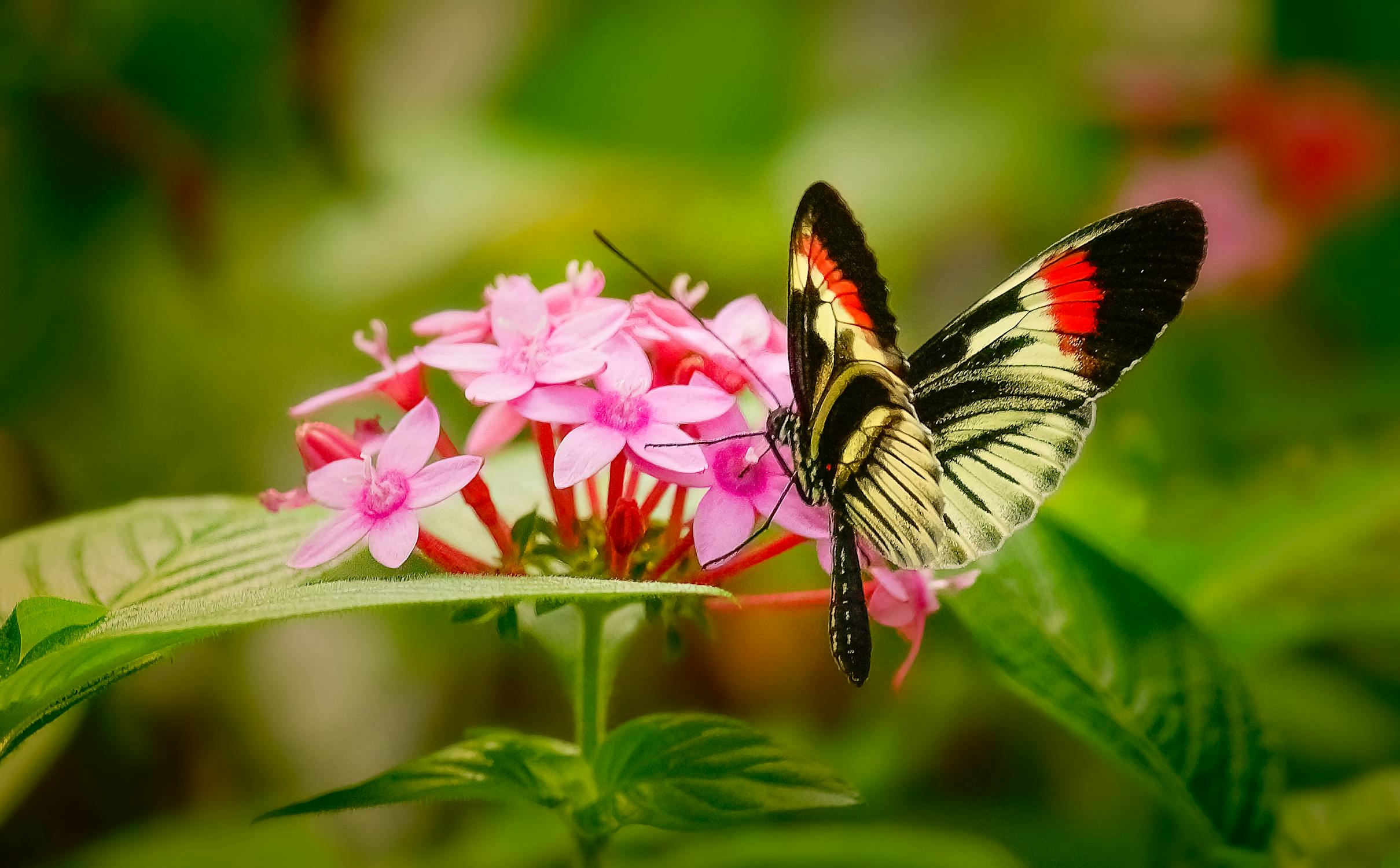 A butterfly beside pink flowers