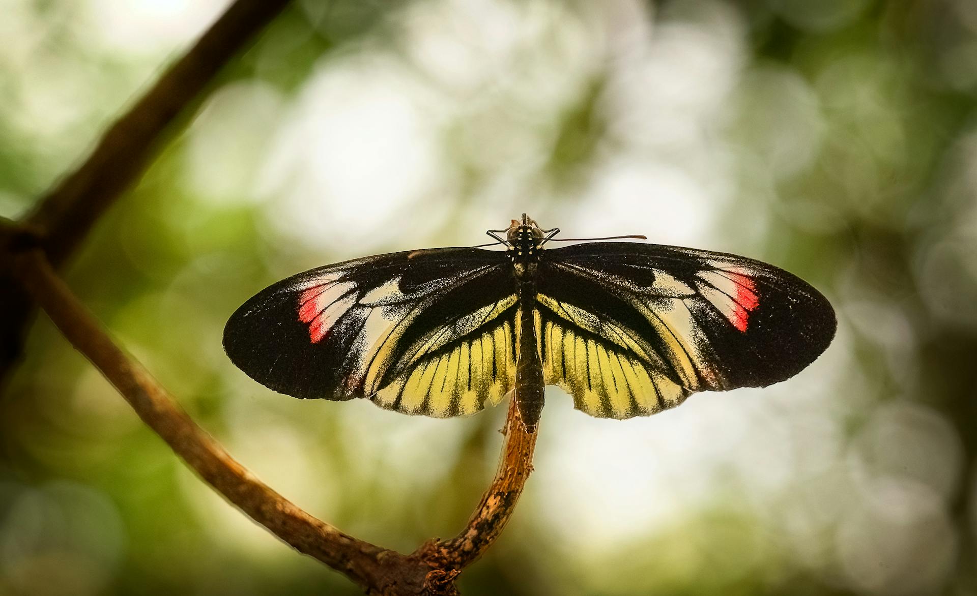 Close up of a Butterfly