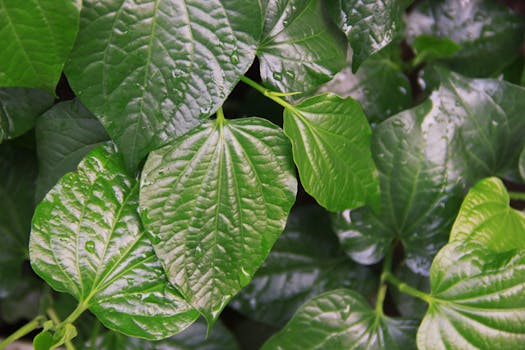 Close-up of vibrant green leaves with fresh raindrops, highlighting nature's beauty.