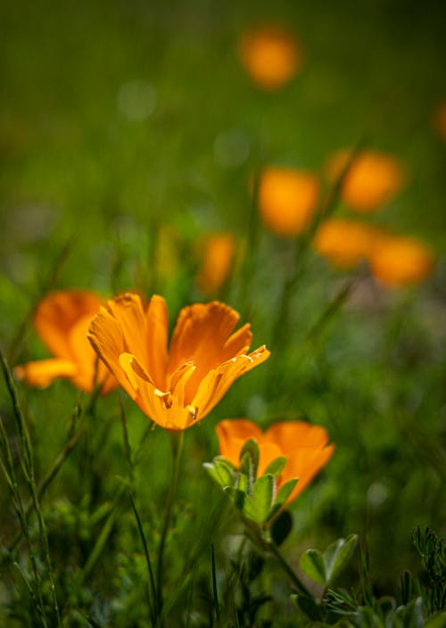 Close up of a Flower in a Meadow 