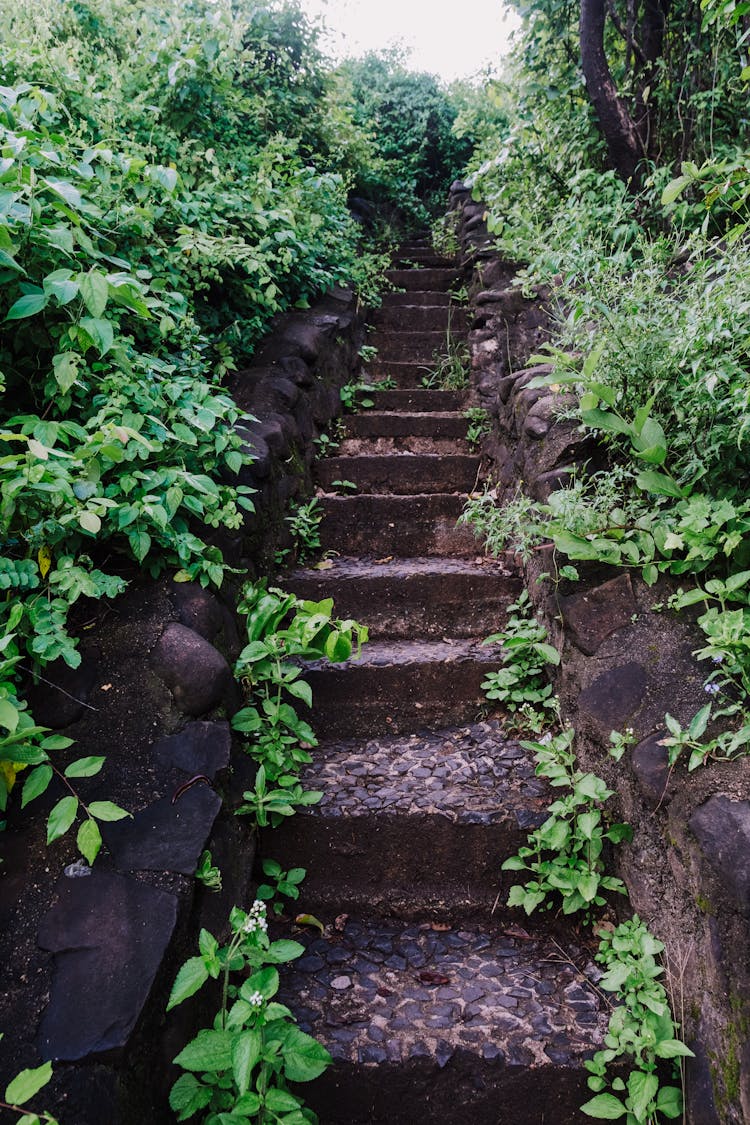 Old Steps Among Lush Vegetation