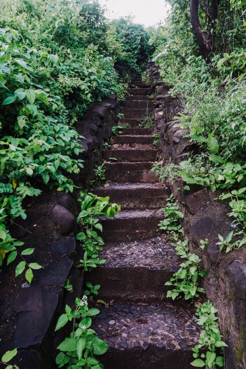Free Stone steps enveloped in vibrant green plants create a tranquil outdoor pathway. Stock Photo