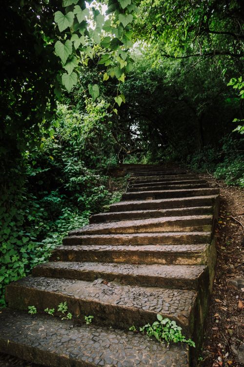 Free Stone steps leading through dense greenery in a lush forest setting, evoking mystery and tranquility. Stock Photo