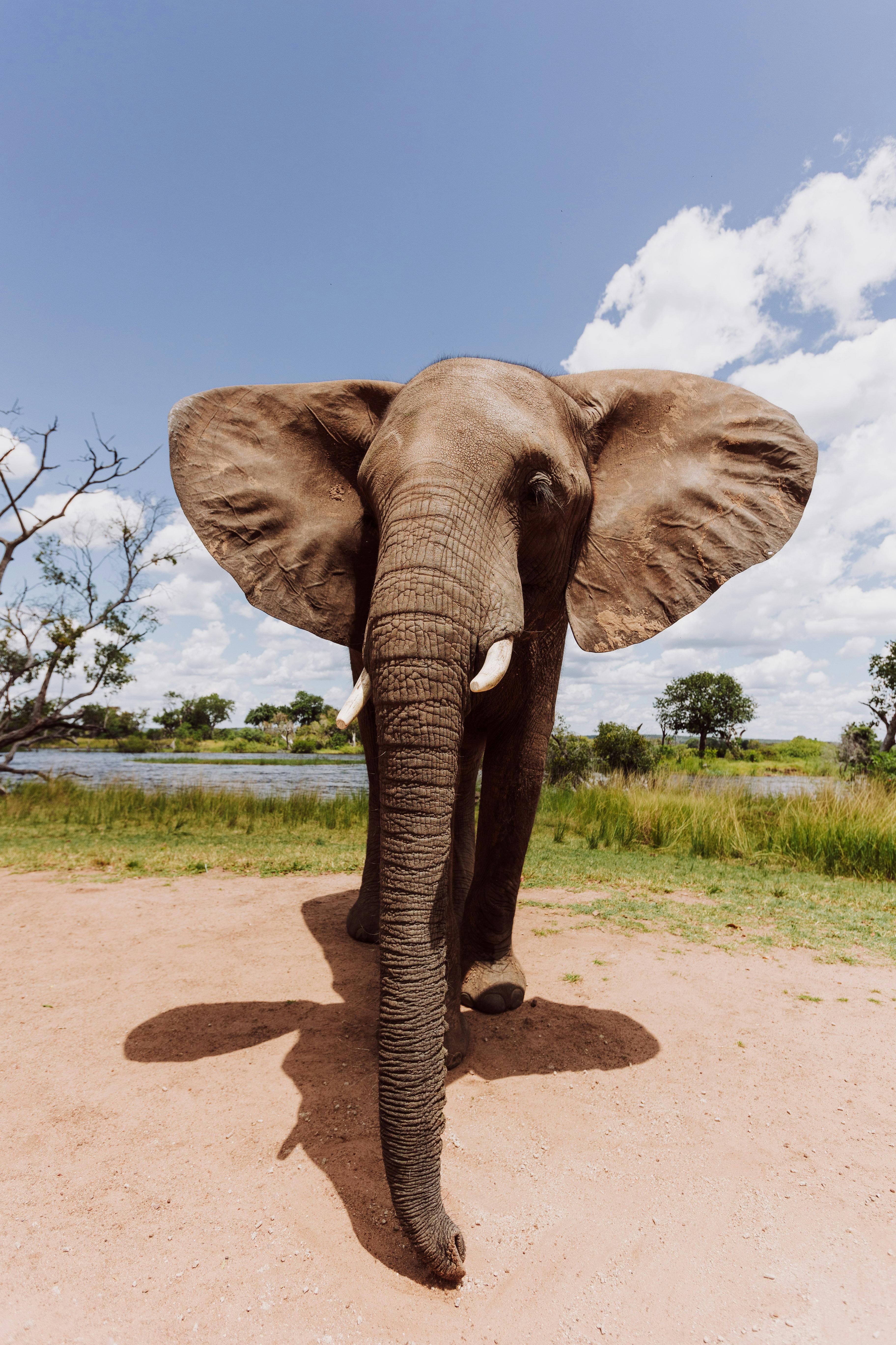 A stunning frontal view of an African elephant standing in a sunny savanna landscape.